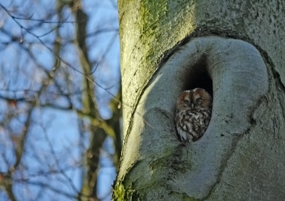 Lief klein bolletje lekker warm verstopt op 25 meter hoog.