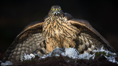 Ik zie ze regelmatig wel es van op een afstand doorvliegen maar toen deze jonge vogel op een paar meter afstand voor de hut neerplofte stond ik toch even met mijn mond vol tanden.