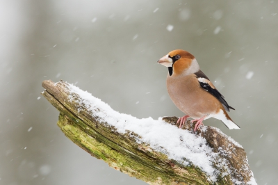 Appelvink in de sneeuw vond ik een leuk om te doen en geeft iets extra's aan het beeld.