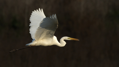 Prachtige vogels zijn het, en als je ze dan in het veld ziet naast de kleine zilverreiger dan zijn ze toch wel heel groot.