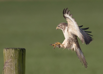 <i class='fa fa-user'></i>&nbsp;Hein Elzinga&nbsp;|   Buizerd&nbsp; <i class='fa fa-eye'>&nbsp;550</i> &nbsp;<i class='fa fa-thumbs-up'>&nbsp;7</i> &nbsp; <i class='fa fa-comment-o'>&nbsp;13</i>