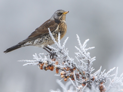 <i class='fa fa-user'></i>&nbsp;jewe&nbsp;|   Kramsvogel&nbsp; <i class='fa fa-eye'>&nbsp;533</i> &nbsp;<i class='fa fa-thumbs-up'>&nbsp;11</i> &nbsp; <i class='fa fa-comment-o'>&nbsp;11</i>