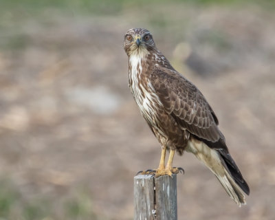 Deze buizerd draaide zich mooi even naar mij toe en keek ook nog eens even recht in de camera.