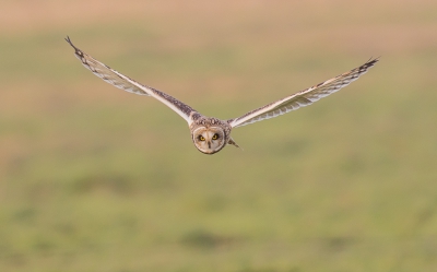 Gisteren een prachtige namiddag beleeft, in de polders bij Uikerke. Op een gegeven moment, kwam deze Velduil, frontaal aangevlogen, en kon ik deze foto maken.