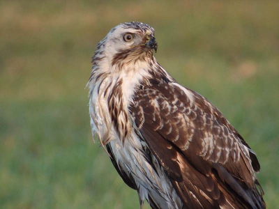 Deze buizerd vloog in een plas vlak voor me. Na een halve minuut klauterde hij uit het water en bleef enigszins beduusd op de kant zitten. Op de borst is nog een ijspegel te zien.