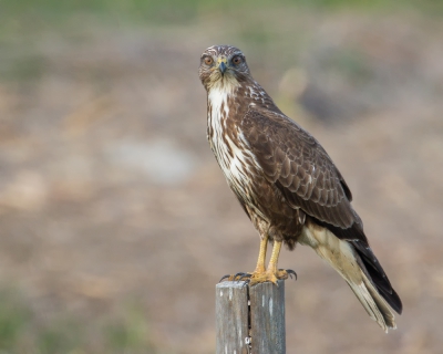 Deze buizerd draaide zich mooi even naar mij toe en keek ook nog eens even recht in de camera