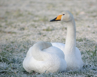 <i class='fa fa-user'></i>&nbsp;Gert&nbsp;|   Wilde Zwaan&nbsp; <i class='fa fa-eye'>&nbsp;398</i> &nbsp; <i class='fa fa-comment-o'>&nbsp;3</i>