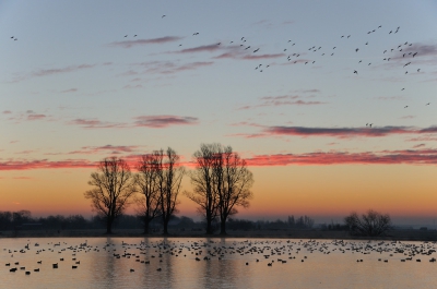 Een schitterende zonsopgang vorige week.  Een mooie locatie n veel smienten, zowel in het water als in de lucht.
De combinatie vond ik prachtig, zeker met al dat gefluit erbij!