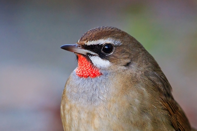 het was vrijdag lekker rustig bij het eerste licht nog maar 2 mensen aanwezig en prachtig weer met de buik plat op de grond voor een  extra laag standpunt .en met wat geduld kwam de vogel naar je toe gelopen tot soms minder dan 4 meter. zo kon ik dit mooi portretje maken.