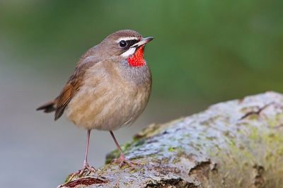 het was vrijdag lekker rustig bij het eerste licht nog maar 2 mensen aanwezig en prachtig weer met de buik plat op de grond voor een extra laag standpunt .en met wat geduld kwam de vogel tevoorschijn op een stammetje .