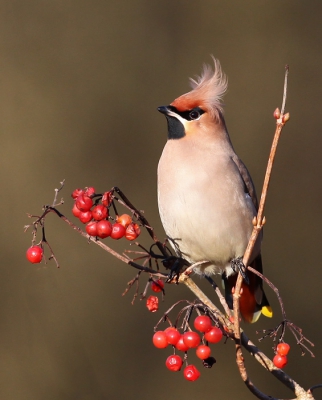 <i class='fa fa-user'></i>&nbsp;Henk Wiebe van der Meulen&nbsp;|   Pestvogel&nbsp; <i class='fa fa-eye'>&nbsp;633</i> &nbsp;<i class='fa fa-thumbs-up'>&nbsp;4</i> &nbsp; <i class='fa fa-comment-o'>&nbsp;4</i>