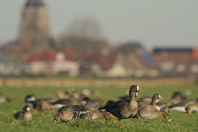 <i class='fa fa-user'></i>&nbsp;groenvogel57&nbsp;|   Kolgans&nbsp; <i class='fa fa-eye'>&nbsp;319</i> &nbsp; <i class='fa fa-comment-o'>&nbsp;7</i>