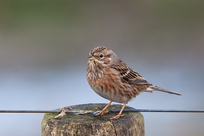 Ook eens gaan kijken bij de witkopgors in zeeland was erg rustig dus was de vogel lekker aan het voedsel zoeken en af en toe kwam hij op een paal of draadje zitten.