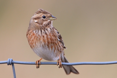 Ook eens gaan kijken bij de witkopgors in zeeland was erg rustig dus was de vogel lekker aan het voedsel zoeken en af en toe kwam hij op een paal of draadje zitten.