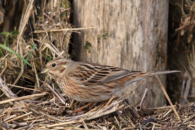 Ook eens gaan kijken bij de witkopgors in zeeland was erg rustig dus was de vogel lekker aan het voedsel zoeken en af en toe kwam hij op een paal of draadje zitten.