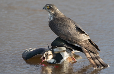 Sperwer vrouw slaat kievit; net gebeurd toen wij aan kwamen rijden. We konden er een paar mooie opnamen van maken; zielig voor de kievit! Die wordt levend geplukt (zie filmpje op  Vroede Vogels).