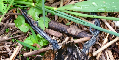 Haiku

Op hoge poten
gezocht naar dagelijks brood
de dood in de pot.

***   ***   ***