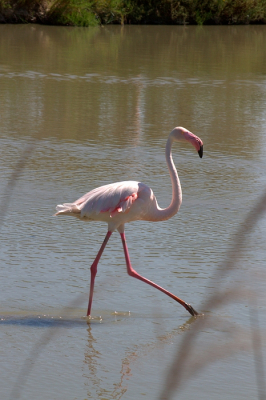 Gemaakt in het Parc Ornithologique in de Camargue, waar veel flamingo's en andere bijzondere vogels rondliepen. Helaas was het licht hier erg hard.
