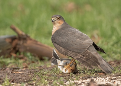 Vanaf een mooi uitkijkpunt ( hut ) kunnen genieten van de keep die zich geregeld in groepjes lieten zien, en dan ineens een grote klauw die er een grijpt, je hoorde de keep nog een kier een geluidje geven en toen was het stil, de sperwer keek geregeld even rond en verdween toen met de keep in zn klauw .