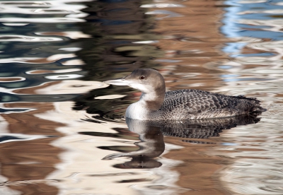 Thuiswedstrijd. Een IJsduiker in je eigen postcodegebied krijgt niet iedereen. Hij ging precies naar het stukje gracht waar je bij elke foto een andere kleur in het water krijgt.