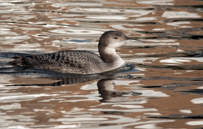 Thuiswedstrijd. Een IJsduiker in je eigen postcodegebied krijgt niet iedereen. Hij ging precies naar het stukje gracht waar je bij elke foto een andere kleur in het water krijgt.