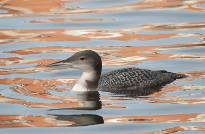 Thuiswedstrijd. Een IJsduiker in je eigen postcodegebied krijgt niet iedereen. Hij ging precies naar het stukje gracht waar je bij elke foto een andere kleur in het water krijgt.