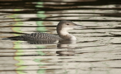 Thuiswedstrijd. Een IJsduiker in je eigen postcodegebied krijgt niet iedereen. Hij ging precies naar het stukje gracht waar je bij elke foto een andere kleur in het water krijgt.