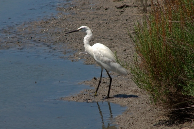 In de Camargue waren behalve Flamingo's ook veel Kleine Zilverreigers, en sommige wilden goed meewerken voor een foto.