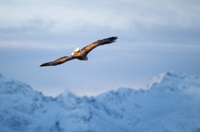 Een zeearend met besneeuwde bergtoppen, het waren korte dagen, maar wanneer de zon er doorkwam was het prachtig op de Lofoten