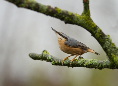 Het was vanmorgen donker en regenachtig.
Toch kreeg ik deze boomklever voor de lens