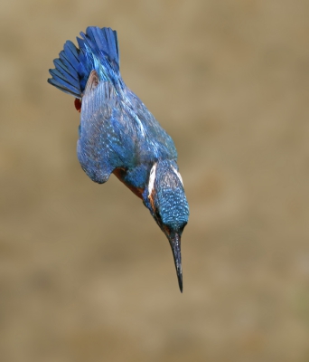 <i class='fa fa-user'></i>&nbsp;Gejo Wassink&nbsp;|   IJsvogel&nbsp; <i class='fa fa-eye'>&nbsp;968</i> &nbsp;<i class='fa fa-thumbs-up'>&nbsp;4</i> &nbsp; <i class='fa fa-comment-o'>&nbsp;19</i>