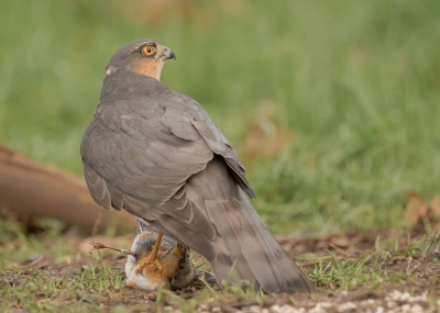 De sperwer was toch iets sneller dan de keep, je hoorde hem nog even een geluidje geven.

http://www.dirkenmariejose.nl