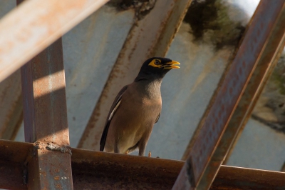 Midden tussen de tabaksplantages zong de Common Myna ons wakker met een vrolijk lied.