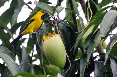 in suriname bekend als de Banafowru. 
gefotografeerd op een landelijk erf. waar hij de boer tot last is, want vreet de mango's aan