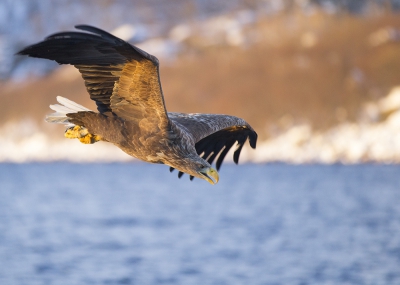 In volle concentratie duikt deze zeearend af op een vis... wat een indrukwekkende beleving deze mooie vogels in actie te zien