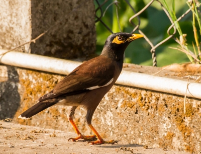 Af en toe waagde de Myna zich op ons terras tussen de tabaksplantages. "Op verzoek" draaide hij de kralenring rond zijn oog mooi in de zon.
