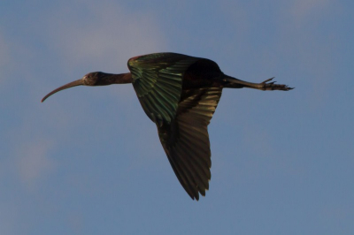 Met de motor op volle toeren tegen een straffe wind in liet deze Zwarte ibis met twee soortgenoten de Starrevaart weer even achter zich.