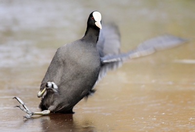 <i class='fa fa-user'></i>&nbsp;Henri Aantjes&nbsp;|   Meerkoet&nbsp; <i class='fa fa-eye'>&nbsp;499</i> &nbsp; <i class='fa fa-comment-o'>&nbsp;8</i>