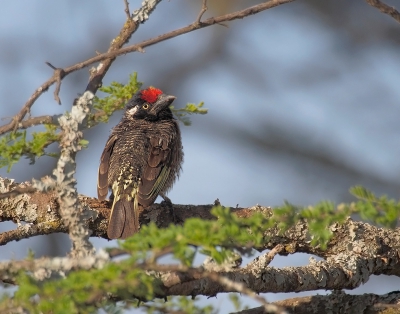 <i class='fa fa-user'></i>&nbsp;guido mwm&nbsp;|   Gebandeerde Baardvogel&nbsp; <i class='fa fa-eye'>&nbsp;475</i> &nbsp; <i class='fa fa-comment-o'>&nbsp;13</i>