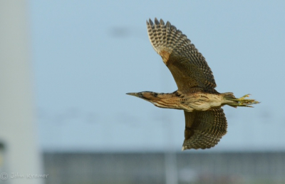De roerdomp wordt in de Eemshavenhet leven moeilijk gemaakt door toename van windmolens. Ik prijs mij dan ook zeer gelukkig een bif- opname te hebben gemaakt van deze prachtige vogelsoort.