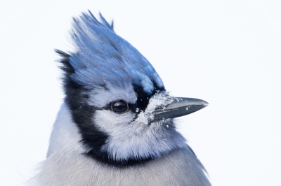 <i class='fa fa-user'></i>&nbsp;jan Luit&nbsp;|   Blauwe Gaai&nbsp; <i class='fa fa-eye'>&nbsp;508</i> &nbsp;<i class='fa fa-thumbs-up'>&nbsp;3</i> &nbsp; <i class='fa fa-comment-o'>&nbsp;12</i>