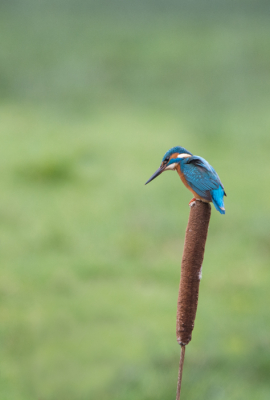 Heeft lang geduurd maar eindelijk heb ik een plek gevonden waar ik ijsvogels kan observeren en fotograferen, was geen makkelijke dag gister het waaide hard mijn tentje had het zwaar te verduren. 
De ijsvogel kwam aan vliegen en lande bovenop de Grote lisdodde, door de wind werd hij er bijna afgeblazen, toch een paar mooie shots kunnen maken zoals deze.