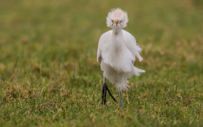 Geen ideale lichtomstandigheden, gisteren om te fotograferen, en hl veel wind...
Dat de wind, z'n effect kan hebben op een foto, zie je hier.
De wind, die in de rug van deze Koereiger blaast, zorgt dat z'n pruik er nogal warrig uitziet.
De doordringende blik, vind ik een plus.