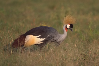 <i class='fa fa-user'></i> Danibabi | Grijze Kroonkraanvogel  <i class='fa fa-eye'> 608</i>   <i class='fa fa-comment-o'> 8</i>