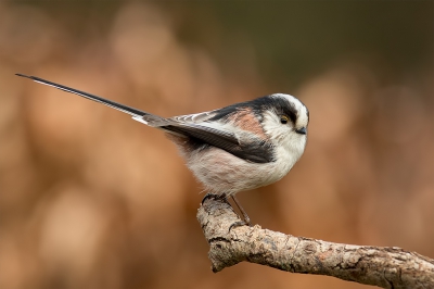 De foto is genomen vanuit de schuilhut in mijn tuin. Vandaag waren de staartmezen heel actief en lieten zich gewillig fotograferen.