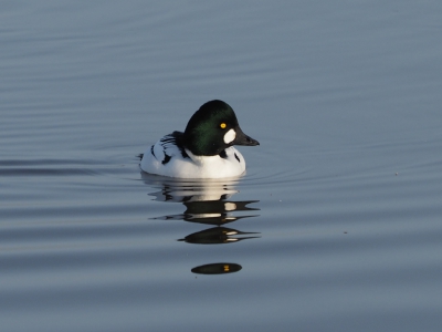 In oktober vorig begaf mijn GH2 het, nu gewapend met een OM-D E-M1 weer op pad. 
In de schuilhut van Starrevaart kwam deze Brilduiker dichtbij. Het was mooi licht en de weerschijn van zijn kop in het water maakt het portretje af.