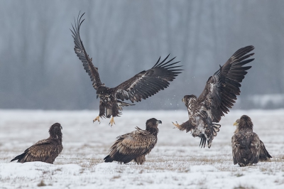 Deze foto is genomen vanuit de schuilhut van Marcin Nawrocki in Polen. Het was mijn eerste dag in de hut en het was behoorlijk koud.  De arenden zaten vrij ver weg hier, de crop is ca 40 % van de totale foto, maar het beeld geeft een mooi idee over de situatie daar ter plaatse met veel jonge arenden (zwarte bek, donker kleur) en in mindere mate wat adulten (gele bek, witte staart). Foto is genomen met een 1DX en 600 II op 1/800, f/7.1, ISO 1600 en +1.3 EV