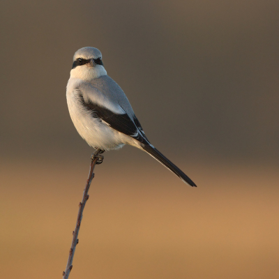 Ik heb me enkele maanden bezig gehouden met de klapekster wat een geweldig vogeltje is het met die altijd alerte jagers blik in de ogen.
Deze opname kon ik maken in het laatste zonlicht net voordat de zon achter de bomen verdween.