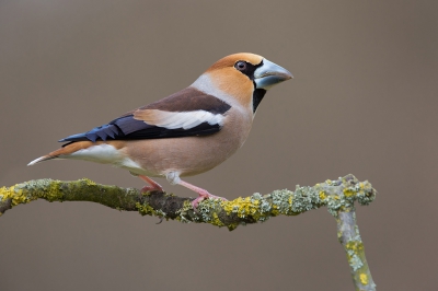 <i class='fa fa-user'></i>&nbsp;Luc Meert&nbsp;|   Appelvink&nbsp; <i class='fa fa-eye'>&nbsp;680</i> &nbsp;<i class='fa fa-thumbs-up'>&nbsp;5</i> &nbsp; <i class='fa fa-comment-o'>&nbsp;14</i>