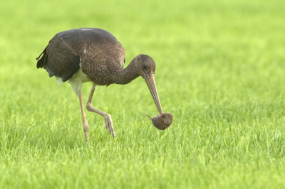 De zwarte ooievaar was een aantal weken aanwezig in een weiland in Friesland.
Gewoon op een vaste plek blijven staan en dan kwam deze dwaalgast wel weer dicht in de buurt net op dat moment werd er een woelrat gevangen.